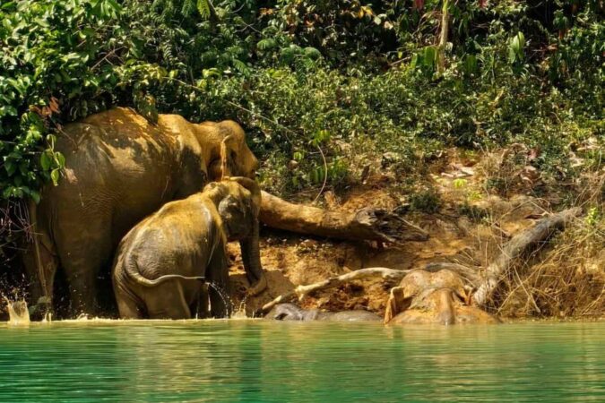 Des éléphants se baignent près d'une rive verdoyante, une scène fascinante à observer lorsqu'on vient dormir sur le lac de Cheow Lan.